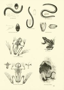 Página del Museo Pictórico de la Naturaleza Animada