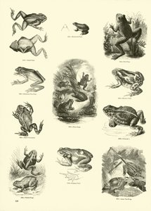 Página del Museo Pictórico de la Naturaleza Animada