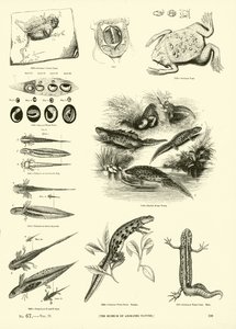 Página del Museo Pictórico de la Naturaleza Animada de English School