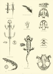 Página del Museo Pictórico de la Naturaleza Animada de English School