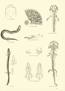 Página del Museo Pictórico de la Naturaleza Animada de English School