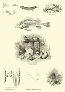 Página del Museo Pictórico de la Naturaleza Animada
