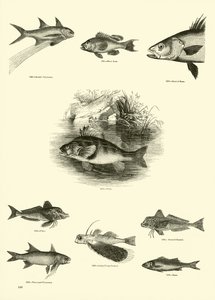 Página del Museo Pictórico de la Naturaleza Animada