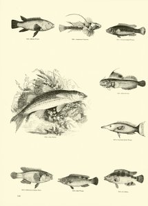 Página del Museo Pictórico de la Naturaleza Animada