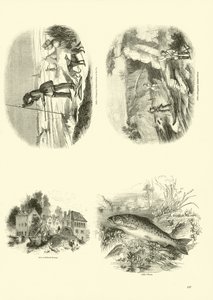 Página del Museo Pictórico de la Naturaleza Animada