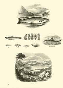 Página del Museo Pictórico de la Naturaleza Animada