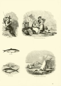 Página del Museo Pictórico de la Naturaleza Animada