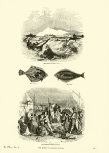 Página del Museo Pictórico de la Naturaleza Animada