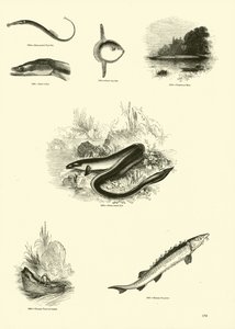 Página del Museo Pictórico de la Naturaleza Animada
