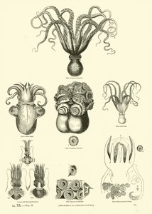 Página del Museo Pictórico de la Naturaleza Animada de English School