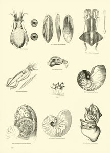 Página del Museo Pictórico de la Naturaleza Animada de English School