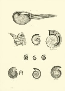 Página del Museo Pictórico de la Naturaleza Animada de English School