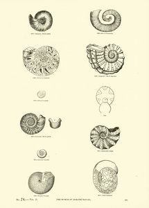 Página del Museo Pictórico de la Naturaleza Animada de English School