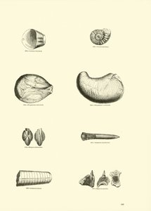 Página del Museo Pictórico de la Naturaleza Animada