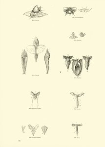Página del Museo Pictórico de la Naturaleza Animada de English School