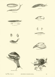 Página del Museo Pictórico de la Naturaleza Animada de English School