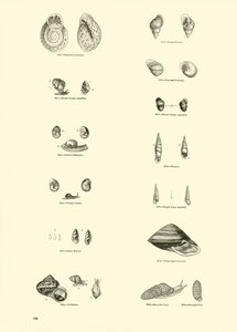 Página del Museo Pictórico de la Naturaleza Animada