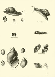 Página del Museo Pictórico de la Naturaleza Animada