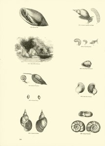 Página del Museo Pictórico de la Naturaleza Animada