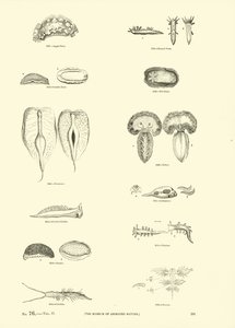 Página del Museo Pictórico de la Naturaleza Animada