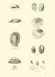 Página del Museo Pictórico de la Naturaleza Animada de English School