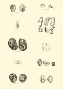 Página del Museo Pictórico de la Naturaleza Animada