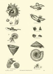 Página del Museo Pictórico de la Naturaleza Animada