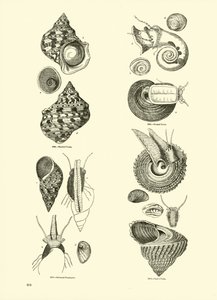 Página del Museo Pictórico de la Naturaleza Animada de English School