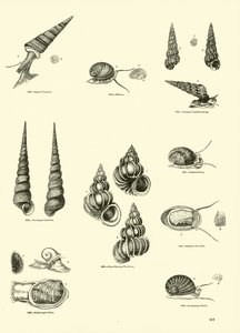 Página del Museo Pictórico de la Naturaleza Animada