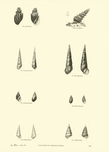 Página del Museo Pictórico de la Naturaleza Animada