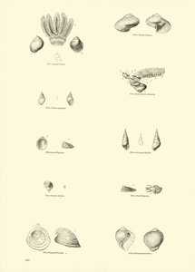 Página del Museo Pictórico de la Naturaleza Animada