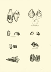 Página del Museo Pictórico de la Naturaleza Animada