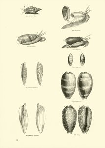 Página del Museo Pictórico de la Naturaleza Animada de English School