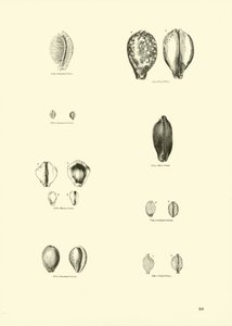 Página del Museo Pictórico de la Naturaleza Animada de English School