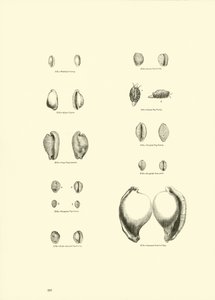 Página del Museo Pictórico de la Naturaleza Animada de English School