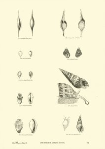 Página del Museo Pictórico de la Naturaleza Animada