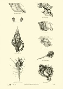 Página del Museo Pictórico de la Naturaleza Animada