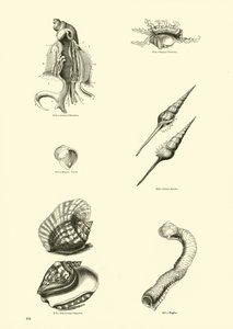 Página del Museo Pictórico de la Naturaleza Animada de English School