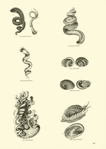 Página del Museo Pictórico de la Naturaleza Animada de English School