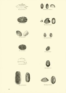 Página del Museo Pictórico de la Naturaleza Animada