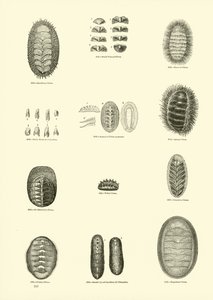 Página del Museo Pictórico de la Naturaleza Animada