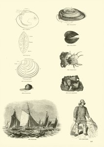 Página del Museo Pictórico de la Naturaleza Animada