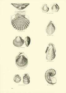 Página del Museo Pictórico de la Naturaleza Animada
