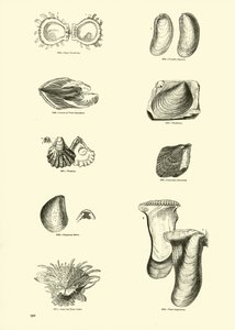 Página del Museo Pictórico de la Naturaleza Animada