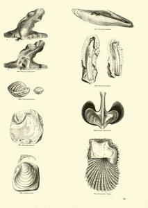 Página del Museo Pictórico de la Naturaleza Animada