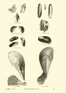 Página del Museo Pictórico de la Naturaleza Animada de English School
