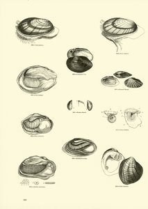 Página del Museo Pictórico de la Naturaleza Animada