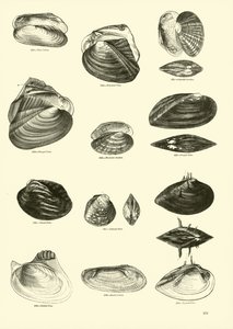 Página del Museo Pictórico de la Naturaleza Animada