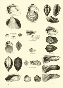 Página del Museo Pictórico de la Naturaleza Animada