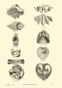 Página del Museo Pictórico de la Naturaleza Animada